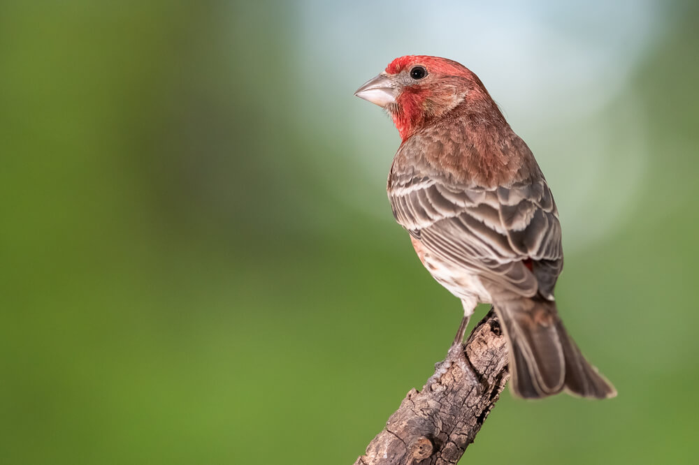 Curious Little House Finch Perched in a Tree