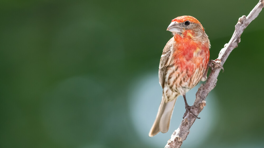 House Finch Perched on a Slender Tree Branch
