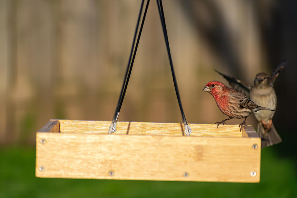 House Finch on wooden platform feeder in home garden