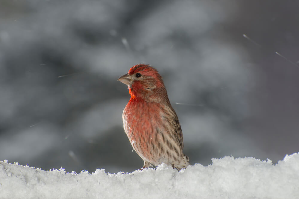 Vadnais Heights, Minnesota. Male House finch Carpodacus mexicanus sitting on a snow covered branch in a winter snowfall
