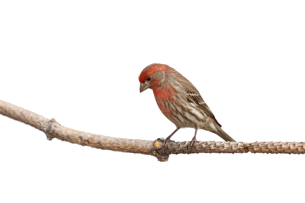 while perched house finch lowers his head