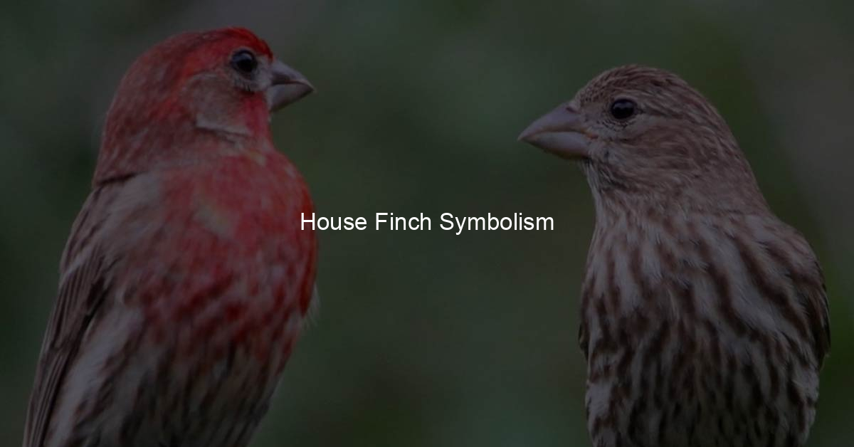 house-finch-symbolism-my-bird-s-heart